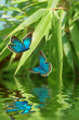 schmetterlingspaar am fluss