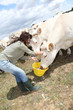 Breeder feeding cows in farmland