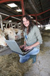 Veterinarian in barn with laptop computer Veterinarian in barn with laptop computer
