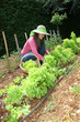 Foto: Smiling woman in vegetable garden Smiling woman in vegetable garden