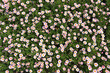 ����: flower field � leungchopan #33089275