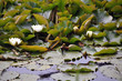 Foto: Seerose - Lotusblume Seerose - Lotusblume