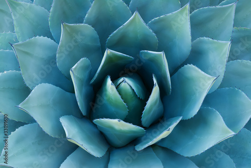 Photo: Agave Plant Agave Plant