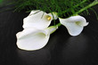 Weisse Callas