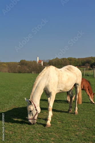 Foto: Pferde in Ranzow am Schloss 2 Pferde in Ranzow am Schloss 2