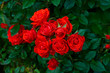piccole rose bagnate