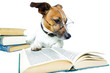 Hund studiert