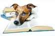 Hund studiert Hund studiert