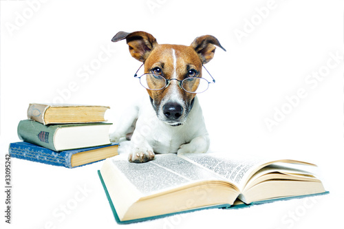 Photo: Hund studiert Hund studiert