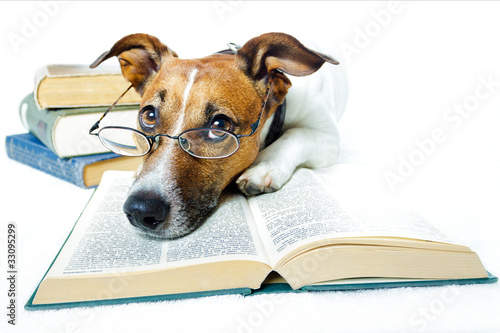 Photo: Hund studiert Hund studiert