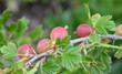 groseilles