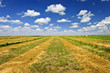 Foto: Wheat farm field at harvest Wheat farm field at harvest
