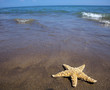 Meer und Sandstrand mit Seestern Meer und Sandstrand mit Seestern