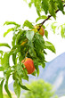 Peaches on tree