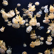 Jellyfish Group #1