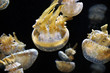 Jellyfish Group #2