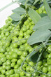 peas