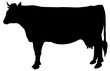 vache