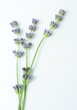 ����: lavender � HR #33103013