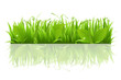Grass And Leafs Grass And Leafs