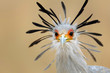 Photo: Secretary bird portrait Secretary bird portrait