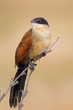 Photo: Burchell's coucal Burchell's coucal