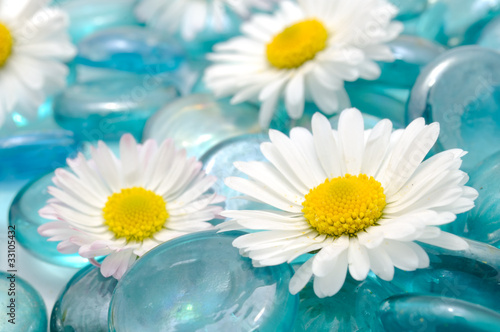 Photo: Daisy Flowers on Blue Glass Stones Daisy Flowers on Blue Glass Stones