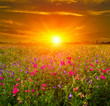 sunset in steppe