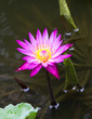 Fuschia Lily