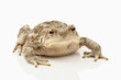 Photo: Erdkröte Erdkröte