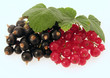 Photo: Johannisbeeren Johannisbeeren
