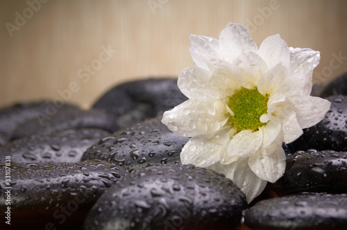 Photo: black stones and white flower black stones and white flower