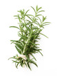 Photo: tied twigs of rosemary tied twigs of rosemary