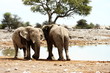 Eléphants au plan d'eau d'Etosha
