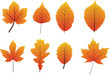 Herbstblätter