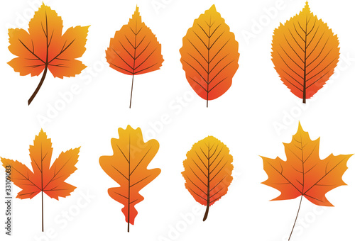 Vektor: Herbstblätter Herbstblätter