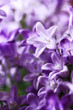 ����: Campanula Bellflowers � Nneirda #33109297