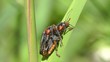 Gemeine Weichkäfer - Cantharis fusca bei der Paarung