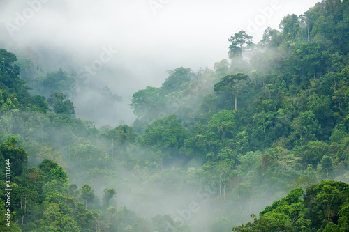 Foto: rainforest morning fog rainforest morning fog