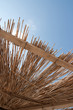 reed umbrella