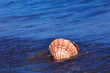 Meer und Sandstrand mit Muschel Meer und Sandstrand mit Muschel