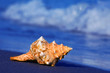 Meer und Sandstrand mit Muschel Meer und Sandstrand mit Muschel