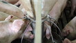 Pigs Drinking Water