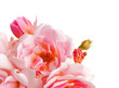 Roses isolated with space for your message