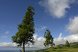 Photo: trees trees