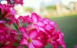 ����: flowers � wangtina #33117834