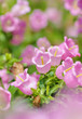 ����: pink flowers in spring time � leungchopan #33117845