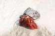 Red Legged Hermit Crab in Mexico beach sand Red Legged Hermit Crab in Mexico beach sand
