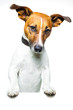Hund mit banner Hund mit banner