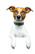 Hund mit plakat Hund mit plakat